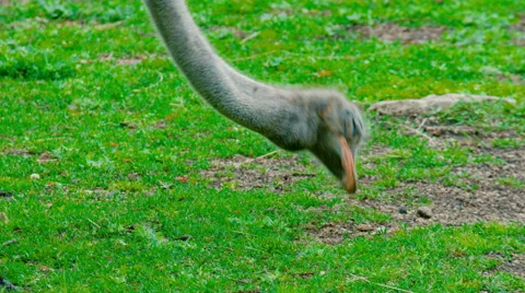 Ostrich in the wild close up Stock Footage 64893081