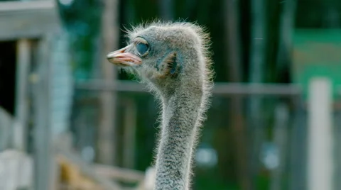 Ostrich in the wild Stock Footage 64890879