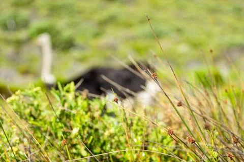 Ostrich in the wild Stock Photos