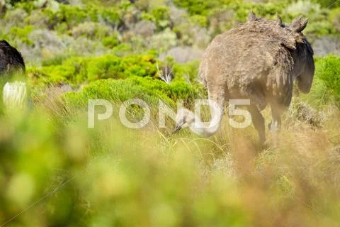 Ostrich in the wild Stock Photos