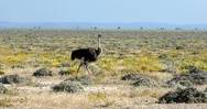 Ostrich In Yellow Etosha Pan, Namibia Wildlife Safari Stock Footage