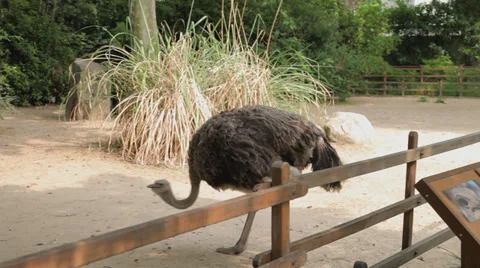 Ostrich in zoo Stock Footage 38730879
