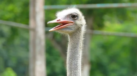 Ostrich at a zoo Stock Footage 53860261