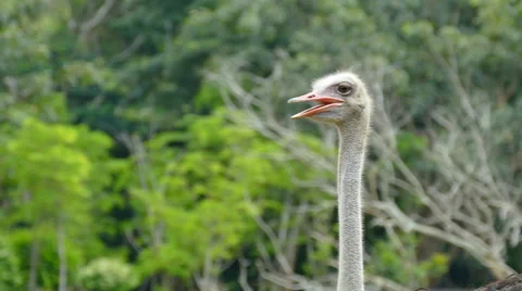 Ostrich at a zoo Stock Footage 53860715