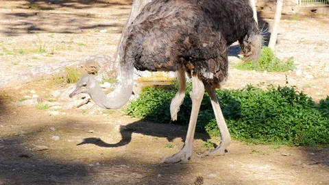Ostrich in the zoo. Stock Footage 87475884