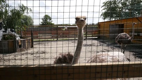Ostrich at the zoo Stock Footage 92059984