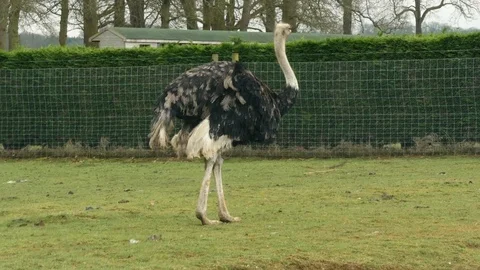 An Ostrich in a zoo Stock Footage 122203753