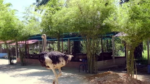 Ostrich at the zoo Stock Footage 153503928