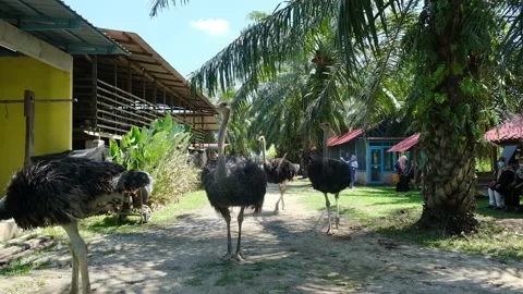 Ostrich at the zoo Stock Footage 153503937
