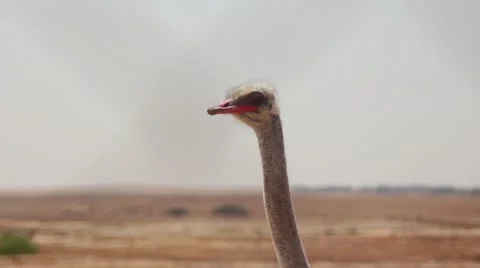 Ostrich-zoom out Stock Footage