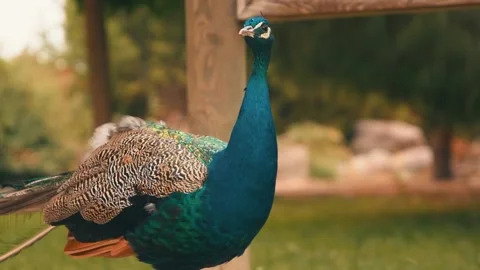 Ostriche Video stock 229860432