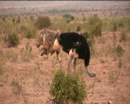 Ostriches in the African savannah Stock Footage