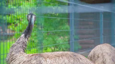 Ostriches are moving very slowly in their cage Stock Footage