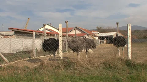 Ostriches in the backyard Stock Footage 35703421