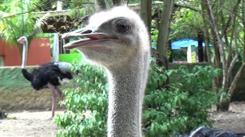 Ostriches, Birds, Wildlife, Animals, Nature, 2D/3D Stock Footage