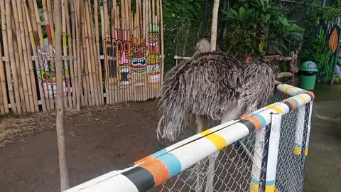 Ostriches in captivity Stock Footage 295592270
