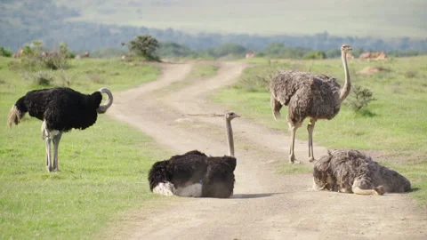 Ostriches dust bath Stock Footage 142316067