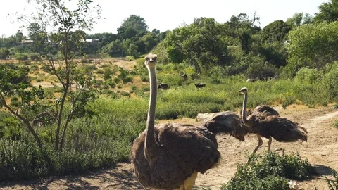 Ostriches, Elegant Walking. Stock Footage 108043732