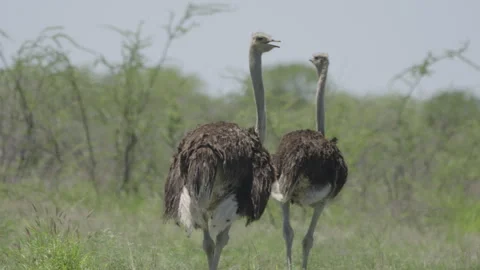 Ostriches in Etosha National Park Namibia Stock Footage 263807953