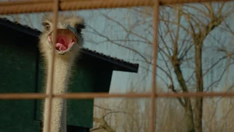 Ostriches at the farm exploring their environment during golden hour Stock Footage 302487615