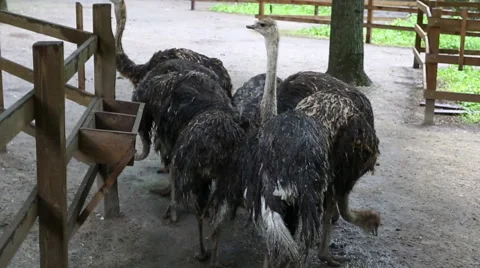Ostriches on the Farm Stock Footage 63347464