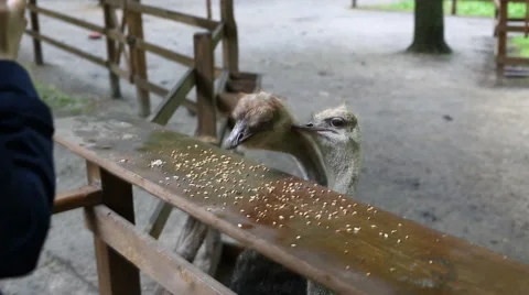 Ostriches on the Farm 库存影片 63347604