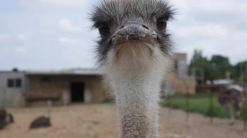 Ostriches on a Farm Stock Footage 66906777