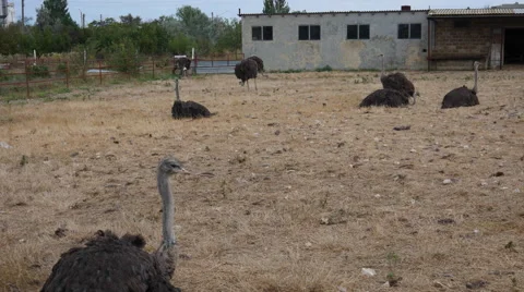 Ostriches on a Farm Stock Footage 66907185