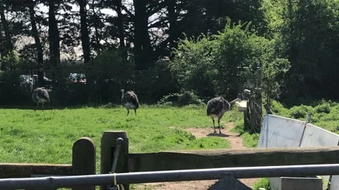 OSTRICHES ON FARM Stock Footage 135019241