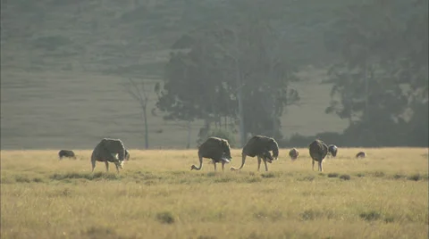 Ostriches Feeding 스톡 동영상 37168279