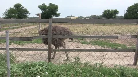 Ostriches Stock Footage 11268271