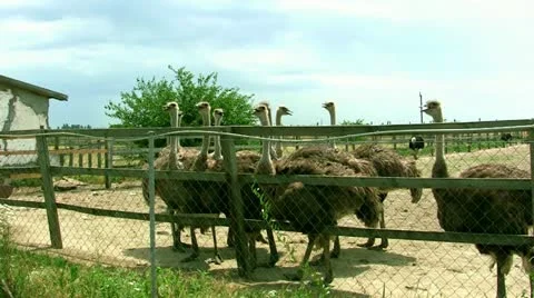 Ostriches Stock Footage 11268272