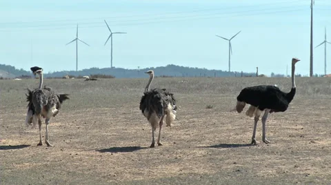 Ostriches Stock Footage 32580250