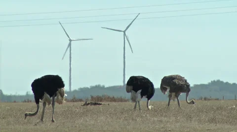 Ostriches Stock Footage 32580691