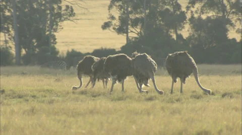 Ostriches Stock Footage 37182141