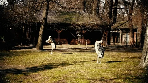 Ostriches Stock Footage 116268162