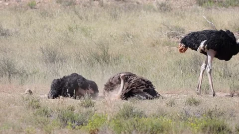 Ostriches having a dust bath Stock Footage 186576497