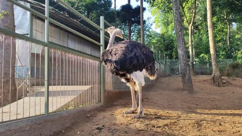 Ostriches live in an enclosure. Stock Footage 341834827