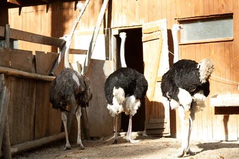 Ostriches on an ostrich farm Stock Photos