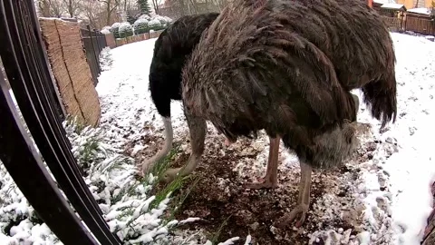 Ostriches peck the grass Stock Footage 142626962