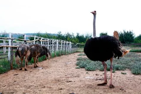Ostriches Stock Photos