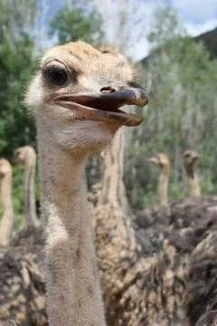 Ostriches Stock Photos