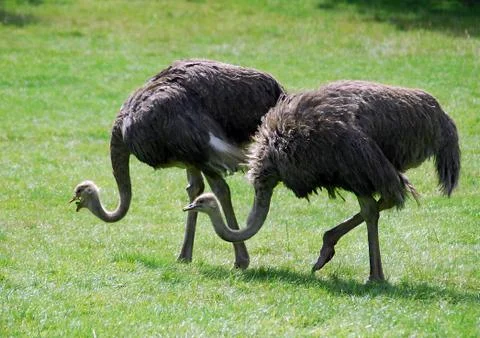 Ostriches Stock Photos