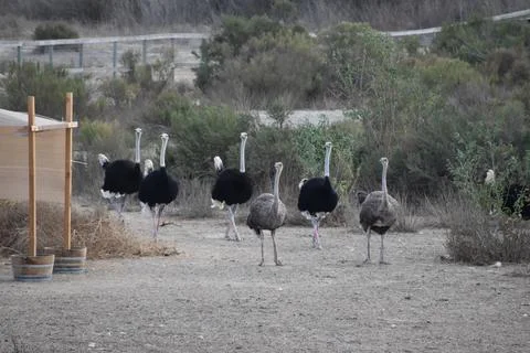 Ostriches Stock Photos
