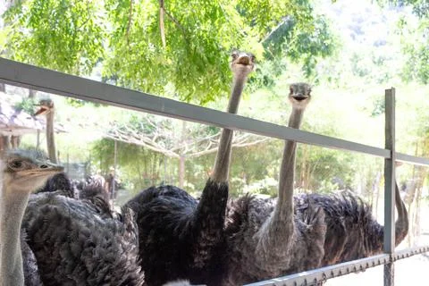 Оstriches. Stock Photos