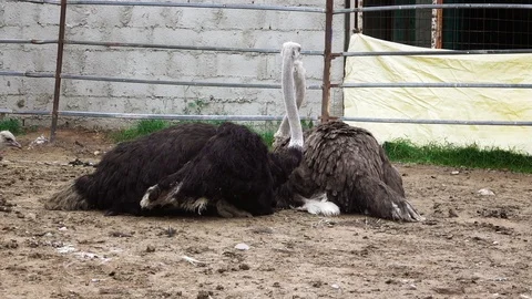Ostriches rest on the ground Stock-Footage 109531550