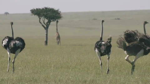 Ostriches run through the grasslands. Stock Footage 156468401