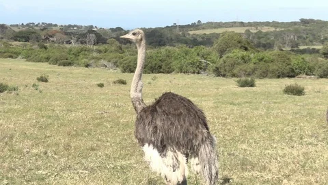 Ostriches in South Africa Stock Footage