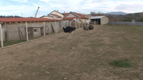 Ostriches walk in the backyard Stock Footage 35712948
