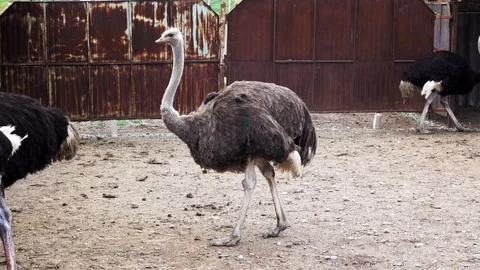 Ostriches walk on the Corral Stock Footage 109512778